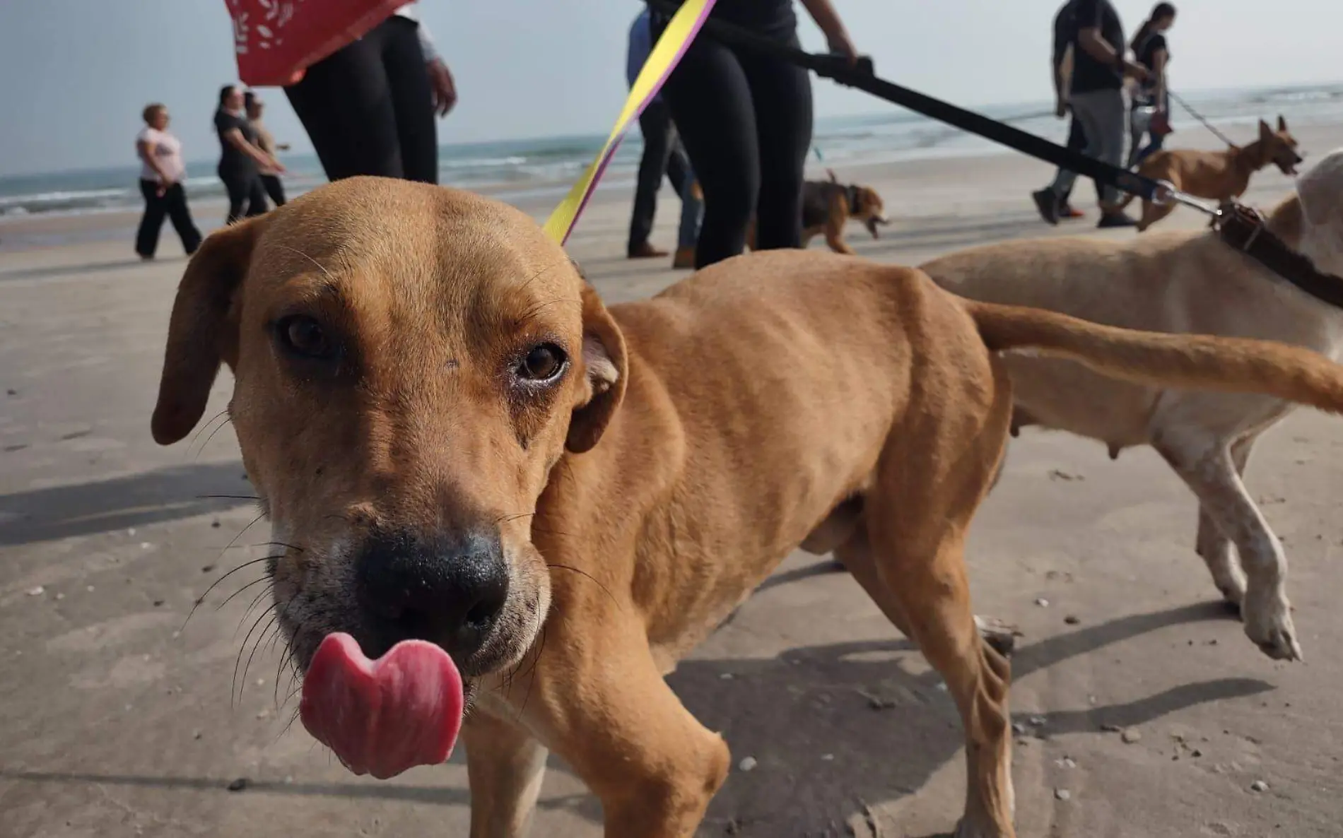 Salvan a 9 perritos de morir por golpe de calor Juan Hernández (3)